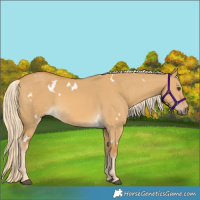 Horse Color:White Spotted Palomino Dun 