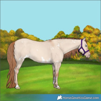Horse Color:White Spotted Gold Champagne Dun Rabicano 