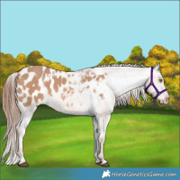 Horse Color:White Spotted Red Dun Appaloosa 