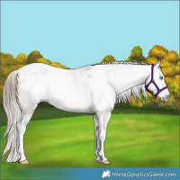 Horse Color:Gray Amber Champagne Dun Splash Tobiano Appaloosa 