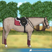Horse Color:Classic Champagne Appaloosa 