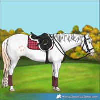 Horse Color:Gold Champagne Splash Tobiano Appaloosa 
