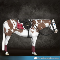 Horse Color:White Spotted Silver Black Splash