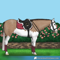 Horse Color:Classic Champagne Splash