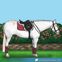 Horse Color:Gold Champagne Frame Appaloosa