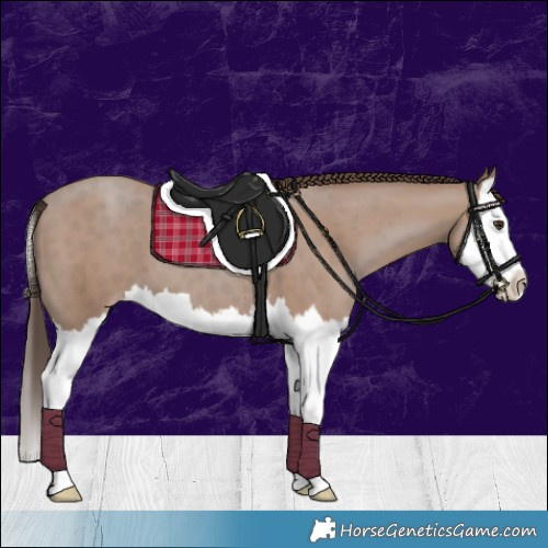 Horse Color:Classic Champagne Splash 