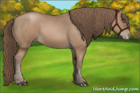 Horse Color:Black Pearl Sabino 