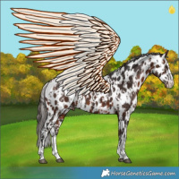 Horse Color:Liver Chestnut Appaloosa  and Bay Appaloosa 