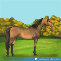 Horse Color:Buckskin 