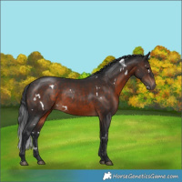 Horse Color:White Spotted Brown