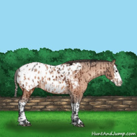 Horse Color:Brown Sabino Splash Appaloosa  and Sable Champagne Sabino Splash Appaloosa 