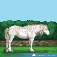 Horse Color:Black Pearl Sabino 