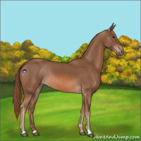 Horse Color:Chestnut 