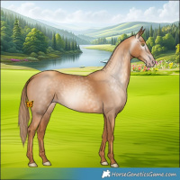 Horse Color:Gray Gold Champagne 