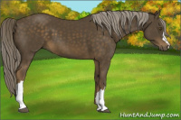 Horse Color:Chocolate Palomino 