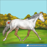 Horse Color:Gray Gold Champagne Pearl 