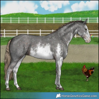Horse Color:White Spotted Liver Chestnut Sabino 