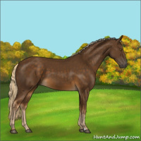 Horse Color:Chocolate Palomino 