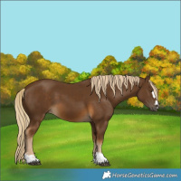 Horse Color:Chocolate Palomino 