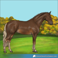 Horse Color:Chocolate Palomino 