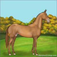 Horse Color:Gray Gold Champagne 