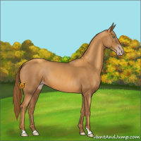 Horse Color:Gray Gold Champagne