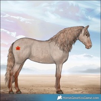 Horse Color:Red Dun Varnish  and Red Dun Frame Varnish 