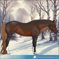 Horse Color:Liver Chestnut 
