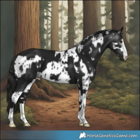 Horse Color:Smoky Black Appaloosa  and Gray Black