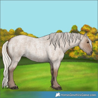 Horse Color:Silver Grullo Roan 