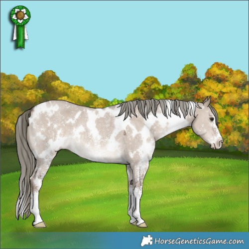 Horse Color:White Spotted Liver Red Dun Mushroom Sabino 