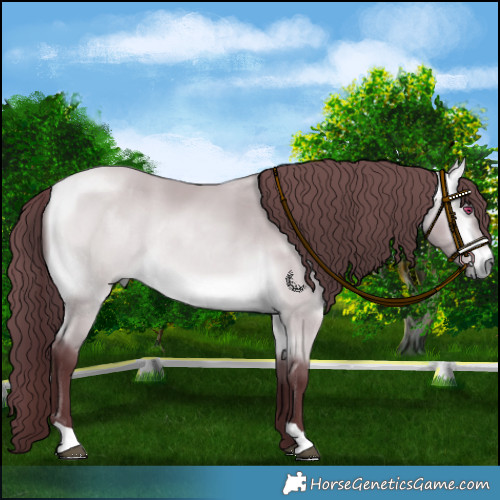 Horse Color:Chocolate Buckskin Chinchilla Rabicano