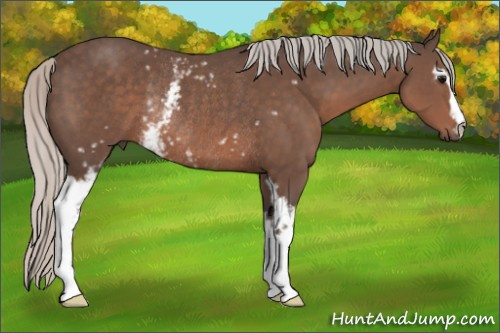 Horse Color:White Spotted Silver Black Rabicano 