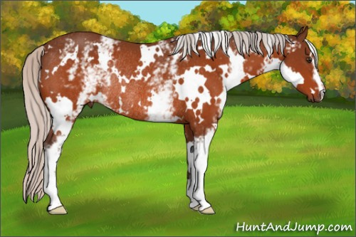 Horse Color:White Spotted Silver Brown Rabicano 