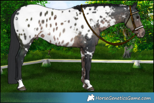 Horse Color:Platinum White Spotted Brown Appaloosa 