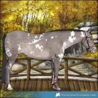 Horse Color:Platinum White Spotted Sable Champagne 