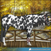 Horse Color:Black Near Leopard