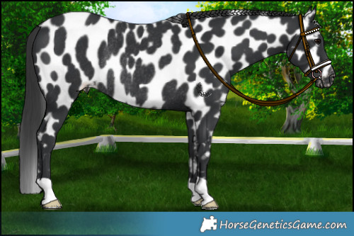Horse Color:Black Appaloosa Rabicano