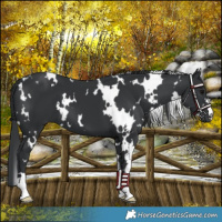 Horse Color:White Spotted Black