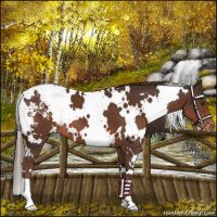 Horse Color:White Spotted Liver Chestnut Snowcap 
