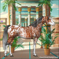 Horse Color:Bay Sabino Splash Appaloosa  and Bay Sabino Splash Appaloosa 