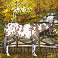 Horse Color:White Spotted Bay Dun Appaloosa