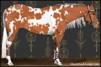 Horse Color:White Spotted Silver Bay Varnish 