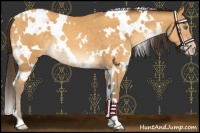 Horse Color:White Spotted Sable Cream Champagne