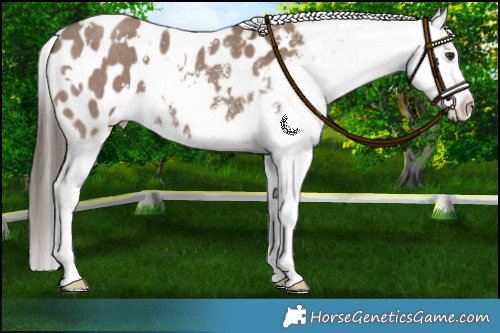 Horse Color:White Spotted Liver Red Dun Sabino Appaloosa