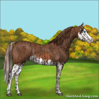Horse Color:Liver Chestnut Sabino Splash Varnish  and Chestnut Sabino Splash Varnish 