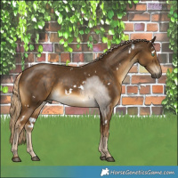 Horse Color:White Spotted Chocolate Palomino Mushroom