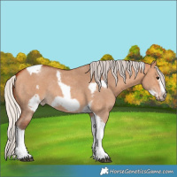 Horse Color:Silver Bay Dun Sabino Tobiano Frame Rabicano