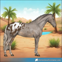 Horse Color:Chocolate Palomino Appaloosa