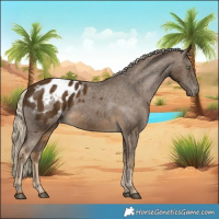 Horse Color:Chocolate Palomino Appaloosa